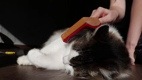 Norwegian forest cat combed wool. Cat gets pleasure from the fact that the hoste Stock Footage 97188238