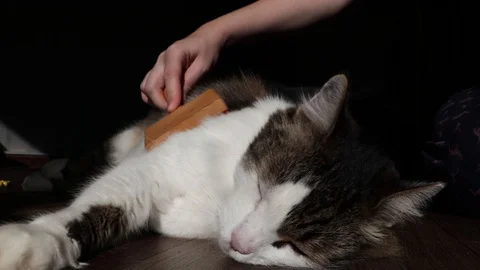 Norwegian forest cat combed wool. Cat gets pleasure from the fact that the hoste Видео 97188348