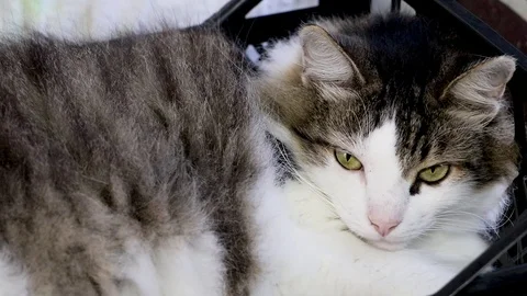 The Norwegian forest cat dozes trying to sleep. Sometimes opening its eyes to se Stock-Footage 93040761