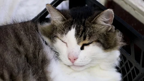 The Norwegian forest cat dozes trying to sleep. Sometimes opening its eyes to se 스톡 동영상 93040891