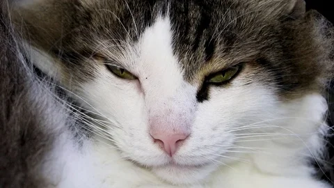 The Norwegian forest cat dozes trying to sleep. Sometimes opening its eyes to se Stock Footage 93041010