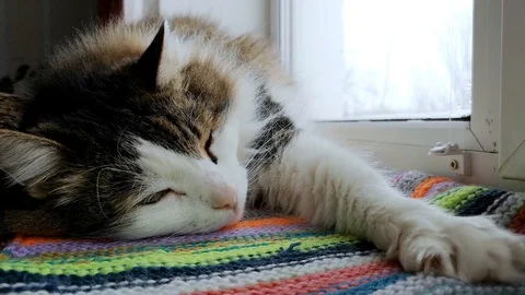 The Norwegian forest cat dozes trying to sleep. Sometimes opening its eyes to se Stock Footage 101197587