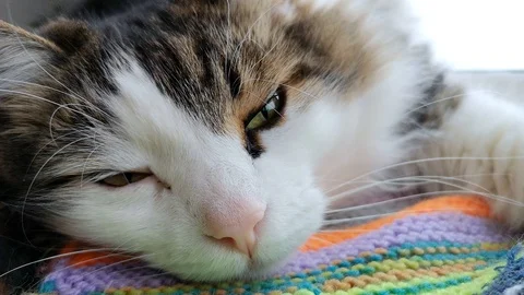 The Norwegian forest cat dozes trying to sleep. Sometimes opening its eyes to se Stock Footage 101197616