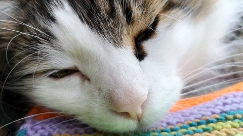 The Norwegian forest cat dozes trying to sleep. Sometimes opening its eyes to se Stock Footage 101197678