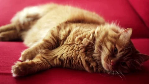 The Norwegian Forest Cat is Falling Asleep Stock-Footage 74402647