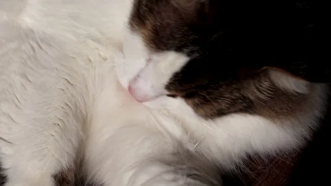 Norwegian Forest Cat licks wool in the sun. Video processing special filter to c Video stock 97187547