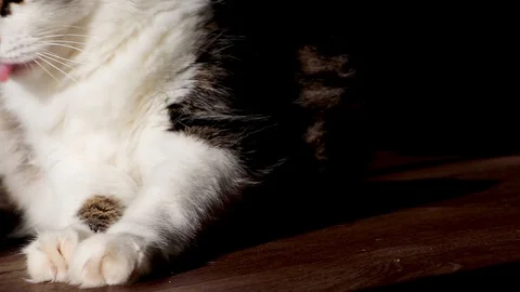 Norwegian Forest Cat licks wool in the sun. Video processing special filter to c Stock Footage 97187594