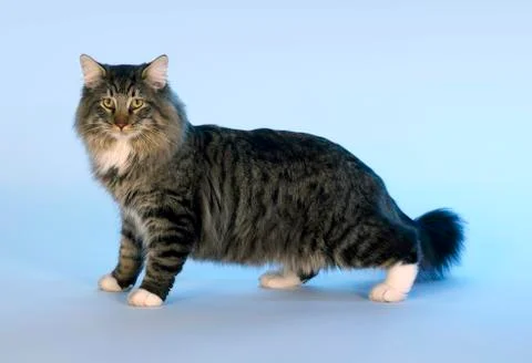 Norwegian forest cat Stock Photos