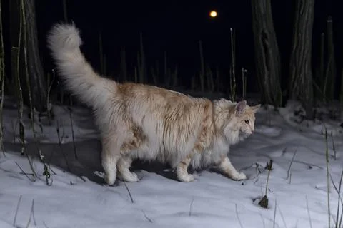 Norwegian Forest cat Foto stock