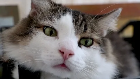The Norwegian forest cat sniffs, he moves his nose and mustache Stock Footage 94829722
