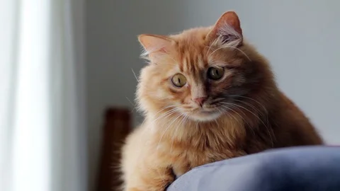 Norwegian Forest Cat Staring At Something Stock Footage 96234669