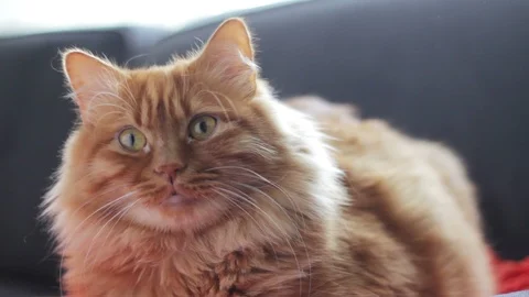 Norwegian Forest Cat Staring At Something Stock Footage 98984164