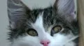 Norwegian forest cat watching 5 Video HD