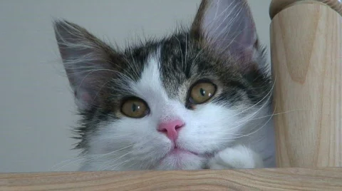 Norwegian forest cat watching Stock Footage 74604
