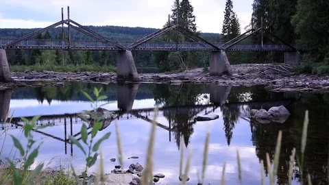 Norwegian forest Video stock 104322749