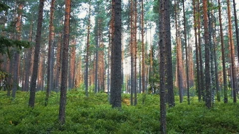 Norwegian forest Video stock 104323200