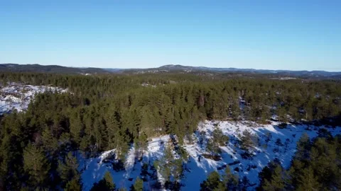 Norwegian forest Stock Footage 231631728