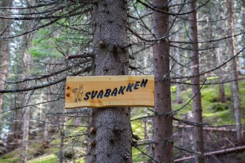 Norwegian forest Stock Photos