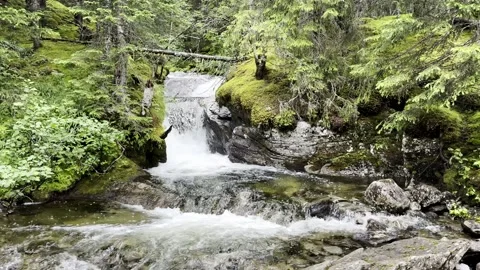 Norwegian forest waterfall Stock Footage 342077090