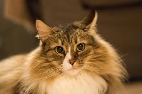 Norwegian forrest cat Stock Photos