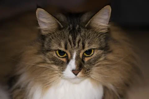 Norwegian forrest cat Stock Photos