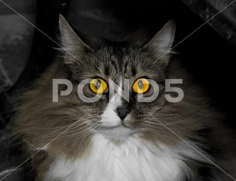 Norwegian forrest cat Stock Photos