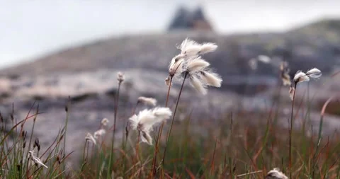 Norwegian highland woolgrass02 Stock Footage 177517929