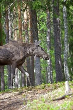 Norwegian Moose Stock Photos