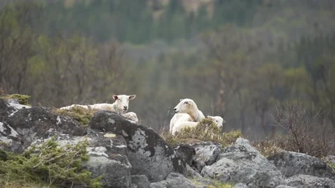 Norwegian sheep look at the camera in the mountains Stock Footage 224015992