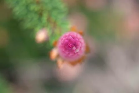 Norwegian Spruce Stock Photos