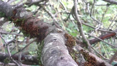 Norwegian Wren in a tree, wild camera, viltkamera, Video stock 140687365