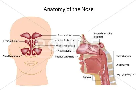 Nose anatomy, labeled Stock Illustration