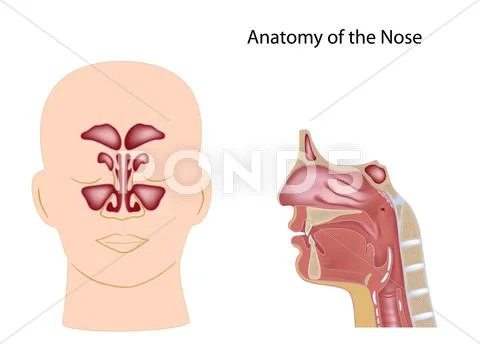 Nose anatomy, non-labeled Stock Illustration