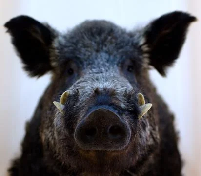 Nose and canines on face of wild boar snout Stock Photos