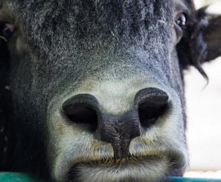 Nose buffalo Foto stock