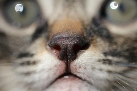 Nose cat. macro Stock Photos