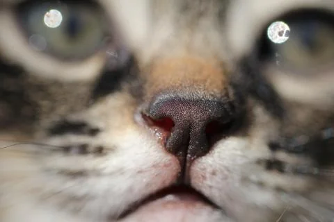 Nose cat. macro Stock Photos