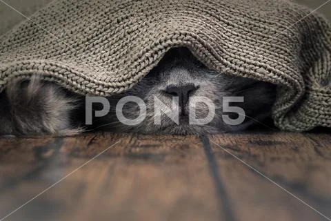 The nose of the cat under the blanket. The concept of heat, cold, the comfort Stock Photos