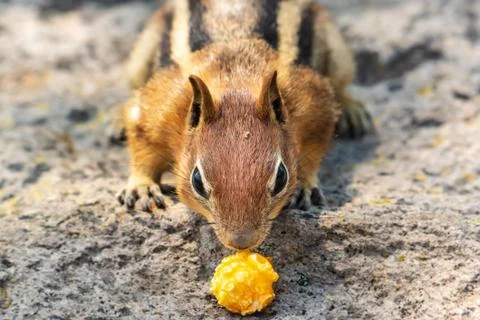 Nose To Corn Foto stock