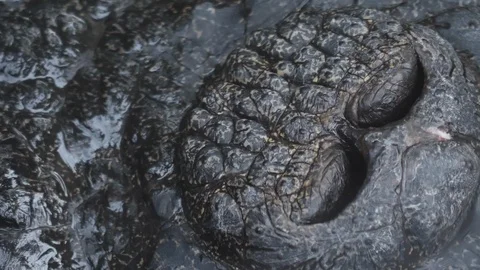 Nose of a crocodile Video stock 123486112
