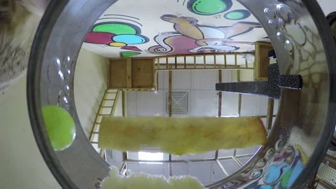 Nose curious animal close camera in contact zoo. Bowl with transparent bottom 動画素材 82326268