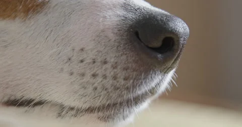 Nose of Dog Stock Footage 151918509