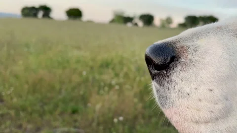 Nose of a dog moving while sniffing the environment. Stock Footage 194500961