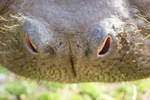Nose of a hippo Stock Photos