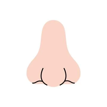 Nose. Human internal organ. Vector illustration. Stock Illustration