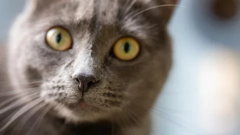 Nose of a kitten Stock Photos