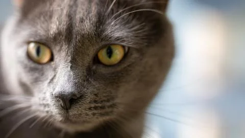 Nose of a kitten Stock Photos