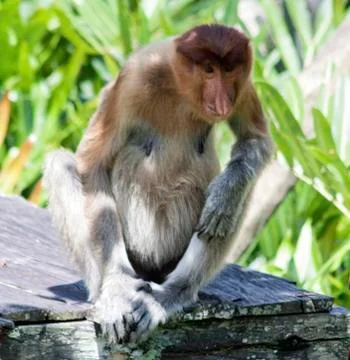 Nose-Monkey in Borneo Stock Photos