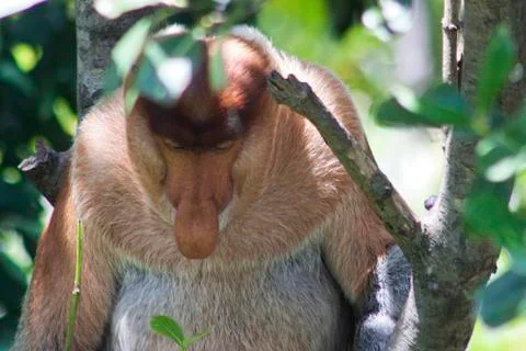 Nose-Monkey in Borneo Stock Photos