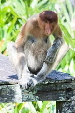 Nose-Monkey in Borneo Stock Photos
